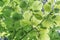 Green leaves background of Corylus avellana