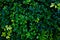 Green leaves background. Green leaves color tone dark in the morning.