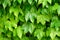 Green leaves background of Hedera plant from botany family Araliaceae