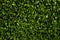 Green leaves background. Leaf background texture. Organic textured foliage.