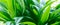 Green leaves background nature, environment, ecology greenery, clean plant spring