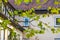 Green leaves on the background of old German house in Leonberg