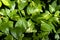 Green leaves background, Spotted betel background and wallpaper