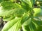 Green leaves background in sunny day