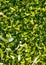 Green leaves backgrounds , pattern
