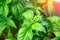 Green leaves Basil close - up growing organic plants. Ocimum basilicum