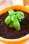 Green leaves of basil plant in the soil. Health concept with basil in the pot. Planting of herbs in pots.