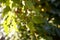 green leaves berries bokeh background sunlight outdoor garden