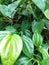 green leaves of the betel plant & x22;daun sirih& x22;