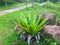 Green leaves of Bird`s-nest fern