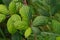 Green leaves of a blackberry plant