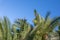 Green leaves border. Date palm leaves on blue sky background