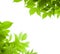 Green leaves border nature background