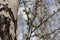 Green leaves on the branches of a birch tree in the forest bloomed in spring