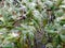 Green leaves branches freeze in ice snow close-up