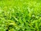 Green leaves, bright outdoor lawn,