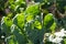 Green leaves of brussels sprout plants growing in organic vegetable garden, side view. Brassica's cultivation on