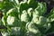 Green leaves of brussels sprout plants growing in organic vegetable garden, side view. Brassica's cultivation on