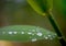 Green leaves of bulrush with drops of dew after rain with a blur