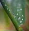 Green leaves of bulrush with drops of dew after rain with a blur