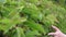 The green leaves of the bush are gently stroked by the hand of a young girl.