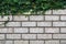 Green Leaves Bush on old wall brick