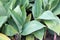 Green leaves of canna plant in garden