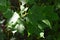 Green leaves of Cappadocian Maple tree, latin name Acer cappadocicum, during late autumn season, daylight sunshine.