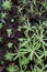 Green leaves of carnivorous plant of Utricularia genus, growing in small pots with fertile soil.