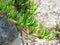 The green leaves of carpobrotus glaucescens commonly known as pigface, ice plant, sour fig, and Hottentot fig.