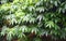 Green Leaves of Cassava Plants - Manihot Esculenta - Tapioca Plantation in Kerala, India