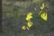 Green leaves and catkins at a birch sprig in nature.