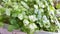 Green leaves of celery seedlings for gardening - small plants