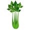 Green leaves celery vegetable agriculture farm product