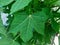 Green leaves of Chaya, tree spinach, Cnidoscolus aconitifolius popular leaf vegetable in Mexican