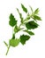 Green leaves of Chenopodium album