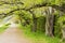 Green leaves cherry trees trail, Kyoto, Japan