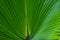 Green leaves of Chinese windmill palm or windmill palm or Chusan palm. close up