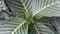 Green leaves with clearly visible leaf veins, creamy red tinge