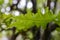 Green leaves close up