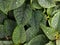 Green leaves close up, adorned with glistening droplets of light-reflected water.