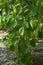 Green leaves closeup