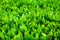 Green leaves. Closeup of fresh buxus. Close up buxus green bush leaves.