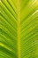 Green leaves coconut palm