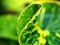 Green leaves Codiaeum variegatum ,garden croton plants   with macro image ,nature leaf closeup leaf