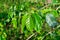 Green leaves of coffee bush in sunlight on plantation