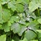 Green leaves of Columbine flower with droplets