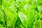 Green leaves cos romaine lettuce salad plant in hydroponics vegetables farm system