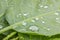 Green Leaves Covered With Multiple Water Droplets