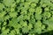 Green leaves covered with raindrops